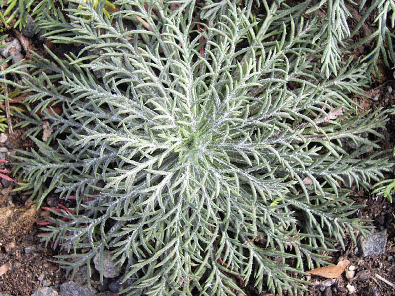 Ipomopsis aggregata photo